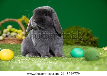 Easter bunny sitting near Easter eggs, green grass. Cute colorful bunny, green background, spring holiday, symbol of Easter, rabbits crawling on the green grass