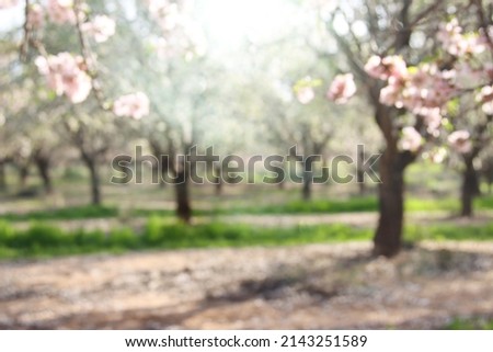 Abstract image of blurred cherry tree at spring