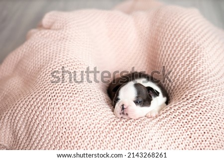 A tiny Boston Terrier puppy lies on a pink knitted blanket. Pets. Dog. Sweet. Cute High quality photo