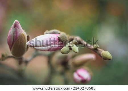 Magnolia buds tree blossoms in a city park springtime. Bright magnolia flower against blue sky. Spring in the city floral background. High quality photo