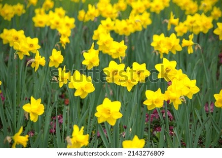 Image of a host of yellow daffodils