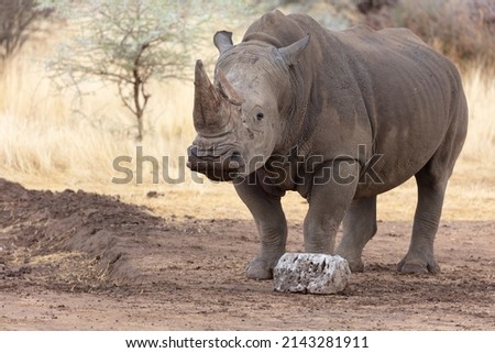A White Rhinoceros in the Erongo Region of Namibia