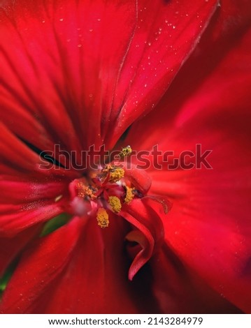 red geranium flower macro closeup