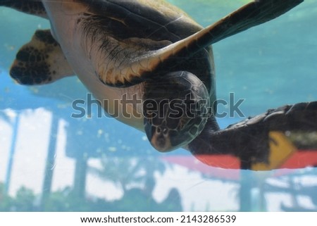 Hawaiian green sea turtle swimming in the water
