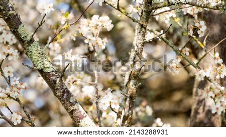 Beautiful cherry trees in full bloom, one white, the other pink