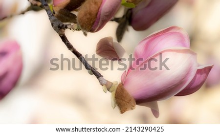 Magnolia in full bloom, early spring, poetic effect 