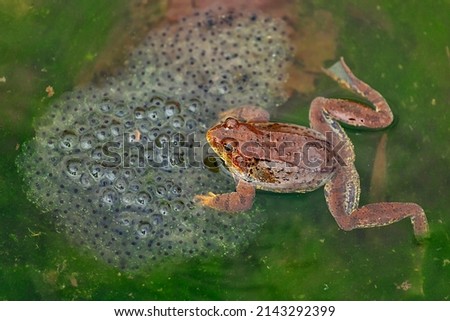 small frog with frogspawn on the surface of the pond Royalty-Free Stock Photo #2143292399