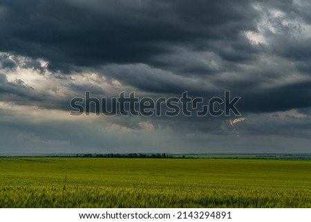 agricultural field with green wheat sprouts, dramatic spring landscape on cloudy day, overcast sky as background Royalty-Free Stock Photo #2143294891