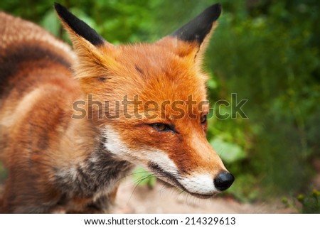 Closeup summer photo of wild red fox