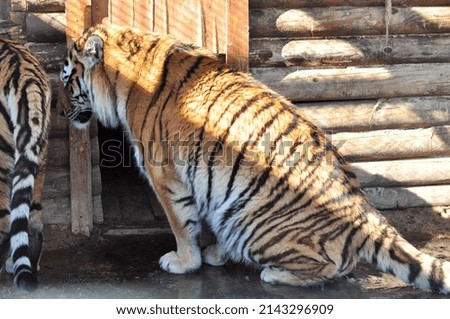 The tiger is a species of carnivorous mammals of the cat family, one of the five representatives of the panther genus.