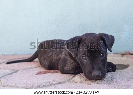 Baby black dog lay down with the head over the leg
