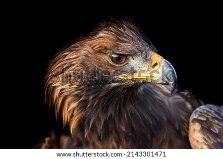 Golden Eagle portrait, a close up of a Golden Eagle, United Kingdom