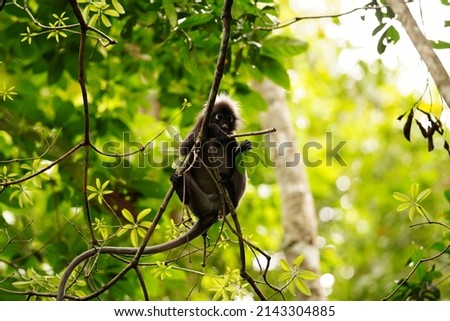 Dusky leaf monkey in rainforest in Langkawi, Malaysia
