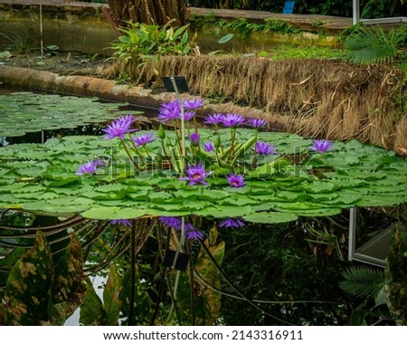 Water lilies floating on the calm waters of the botanical garden