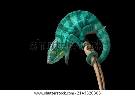 rainbow blue lizard Panther chameleon isolated on black background 