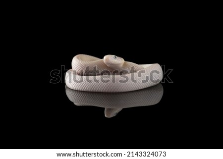 Young white Rat Snake isolated on black background