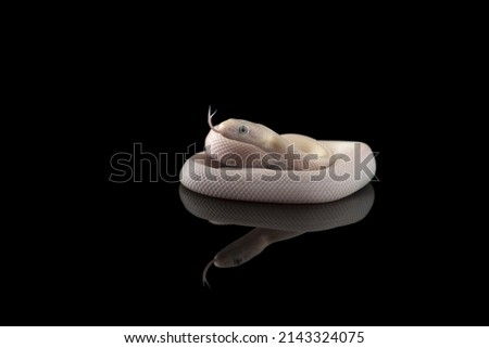 Young white Rat Snake isolated on black background