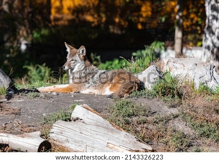 A wild coyote. Coyote in autumn day light resting in the forest. Selective focus, no people, travel photo