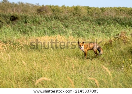 Red Fox Standing in a Field of Grass in A National Park