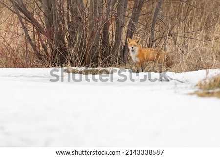 Red fox in early spring	
