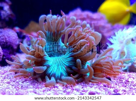Pink tip Elegance coral - Catalaphyllia Jardinei