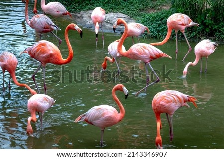 The flamingos in safari park of Phu Quoc island