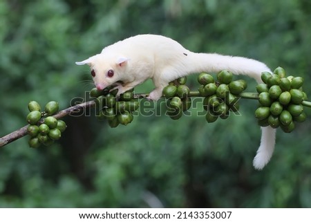 A young albino sugar glider is foraging on a branch of a robusta coffee tree. This mammal has the scientific name Petaurus breviceps.
