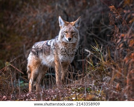 Beautiful photo of a wild coyote out in nature Royalty-Free Stock Photo #2143358909