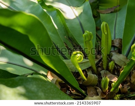 green leaves Bird's nest fern, young shoots and leaves Bird's nest fern, young shoots in the nature. 