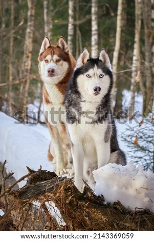 Portrait of two husky dogs sitting on the trunk of a tree in a winter forest.