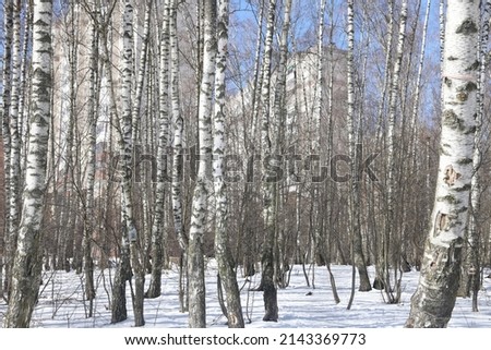 Birches in the spring forest, the last snow, spring landscape, nature and ecology
