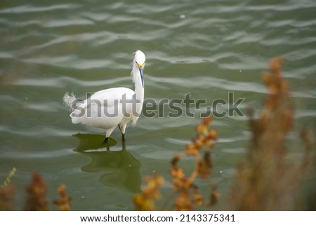 Snowy egret (Egretta thula) stands in the shallow water of the lake and waits for prey.