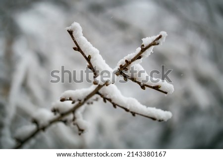 A twig of cherries sprinkled with fluffy snow on a background of bokeh