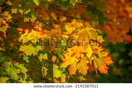 Maple leaves in autumn. They give us sweet syrup in spring, shade in summer and colorful countryside in autumn. These are the gold and rubies of the forest, and they should be protected.