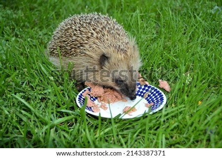Clear close-up of a hedgehog eating from a small plate on a green lawn. The plate has blue balls on a white background. The lawn in the picture is fresh green. A hedgehog visits the yard.