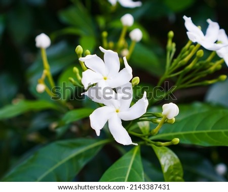 tabernaemontana divaricata, commonly called pinwheel flower or Crepe Jasmine,little white flowers in the garden Royalty-Free Stock Photo #2143387431