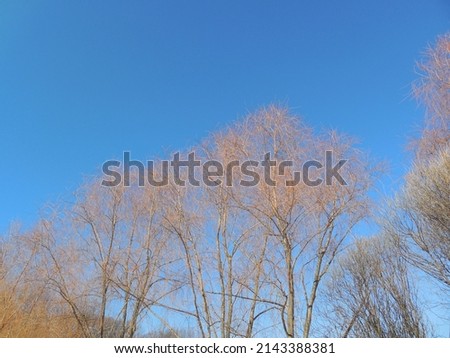 Bright yellow (olive) willow branches (Salix) without leaves, in spring. Crowns of trees against a clear blue sky.