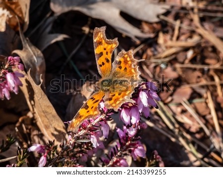 Close-up of the comma butterfly (polygonia c-album) with orange wings with angular notches on the edges of the forewings and dark brown and black markings on the heather flowers in early spring