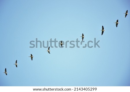 Migratory birds fly in the sky. In the picture, birds fly in a row across the picture and the sky in the background is blue and cloudless. Summer is coming to an end. Free as a bird in the sky. 