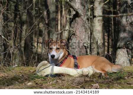 Cute puppy found a huge bone in the forest. 