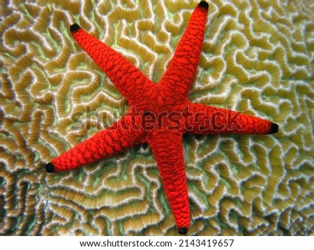 Formia Milleporella - Red Starfish - Black Spotted Starfish on a brain coral in the coral reef of Maldives. Royalty-Free Stock Photo #2143419657