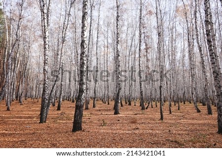 Beautiful birch forest as background