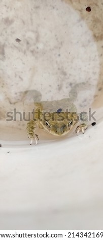 frog ultimate photo in water 