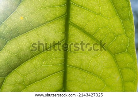 close-up green leaf, looks beautiful leaf texture.