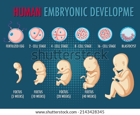 Human embryonic development infographic illustration Royalty-Free Stock Photo #2143428345