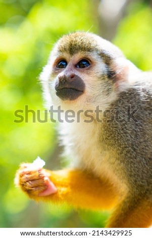 Close-up portrait of funny little saimiri monkey in the jungle. Excursion to Monkey Land Zoo. High quality photo Royalty-Free Stock Photo #2143429925