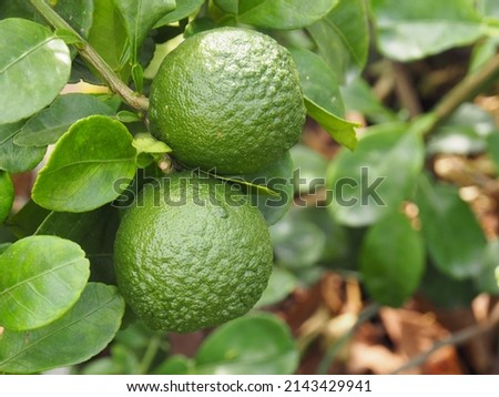 group of green pomelo fruit on leaf background