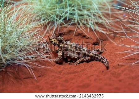Australian thorny devil on red sand.