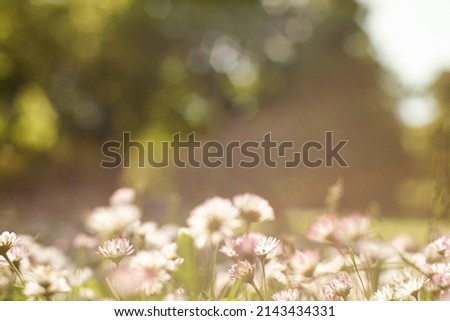 Daisies on a field on a sunny day. Spring background, picture
