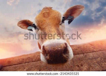 Concept funny pictures of animals. Portrait smile Jersey cow shows tongue sunset light.